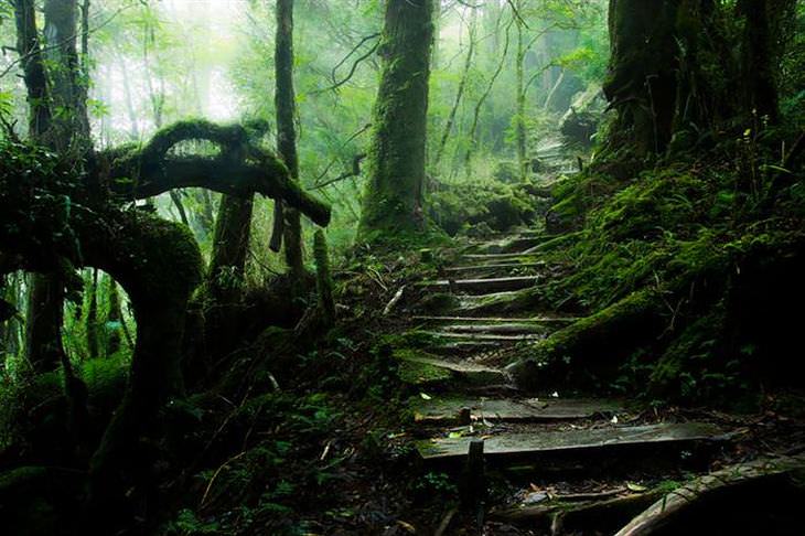 28 caminhos pela floresta que mais parecem conto de fadas