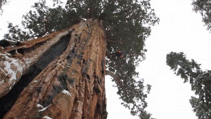 The President a maior sequoia do mundo foto national geographic
