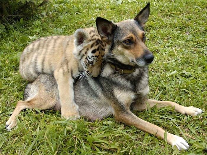 animais diferentes sendo amigos
