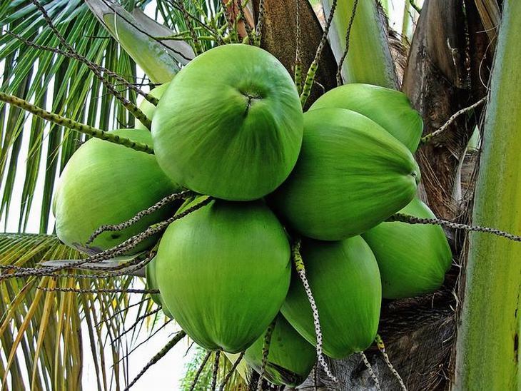 8 Benefícios para a saúde de beber água de coco