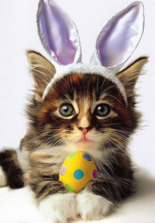 Estes Animais Estão Prontos Para Celebrar a Páscoa!