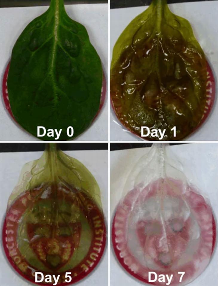 Folhas de espinafre podem se tornar substituições de tecidos humanos
