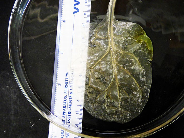 Folhas de espinafre podem se tornar substituições de tecidos humanos
