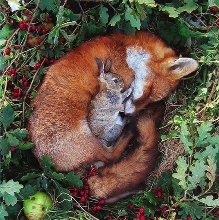 animais fofos dormindo juntos