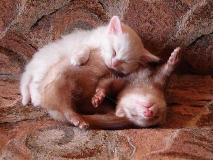 animais fofos dormindo juntos