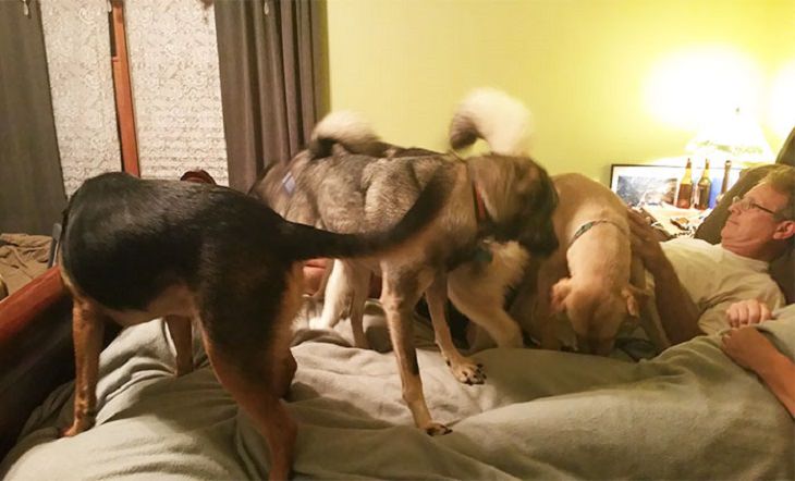 Fotos que mostram como é a vida de um cão