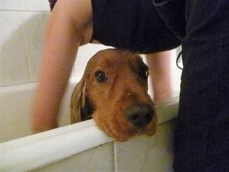 12 Fotos adoráveis da hora do banho de animais de estimação