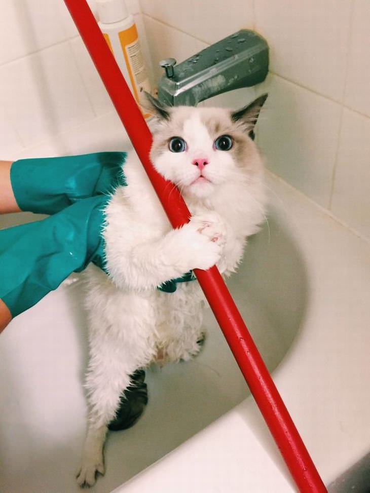 12 Fotos adoráveis da hora do banho de animais de estimação