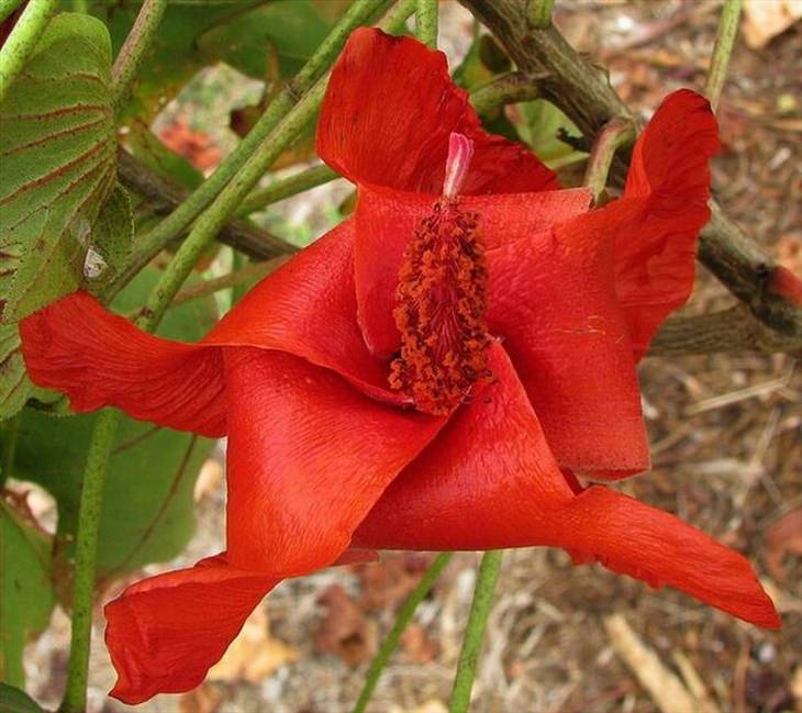 11 Espécies de flores ameaçadas de extinção