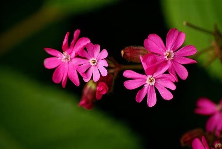 11 Espécies de flores ameaçadas de extinção