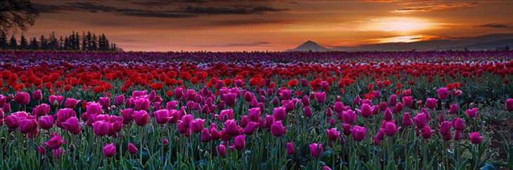 As mais belas fotos de Tulipa