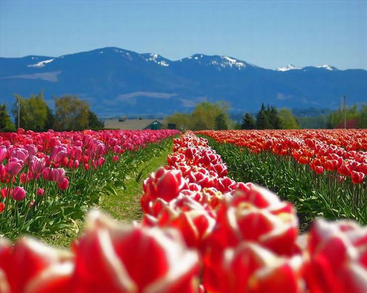 As mais belas fotos de Tulipa