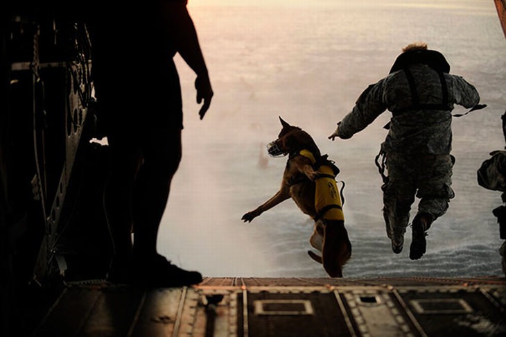 20 Fotos mostrando a coragem e devoção de cães em serviço