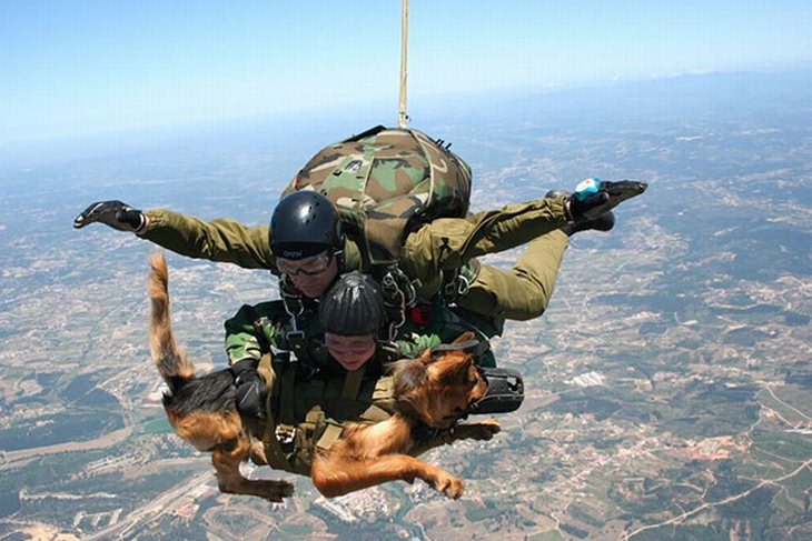 20 Fotos mostrando a coragem e devoção de cães em serviço