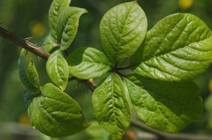 10 ervas que beneficiam a glândula tireóide