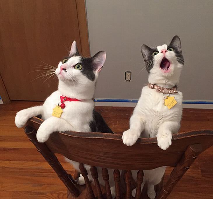 16 expressões divertidas de gatos
