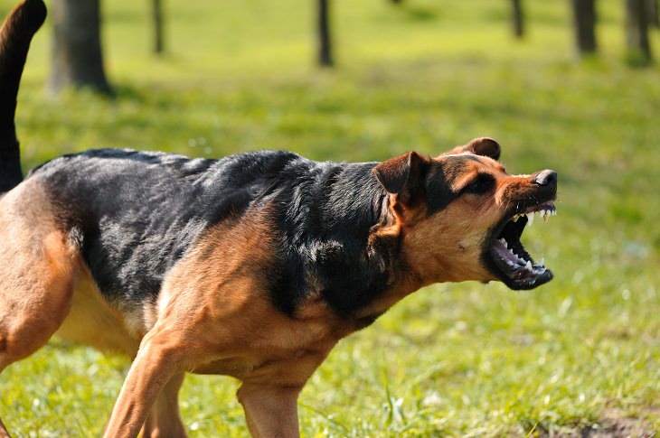 O que fazer quando um cão te ataca?
