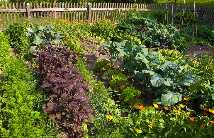 15 dicas para plantar vegetais no jardim
