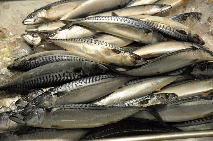 9 tipos de peixe que não são bons para consumo