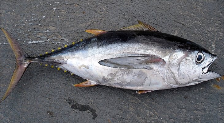 9 tipos de peixe que não são bons para consumo