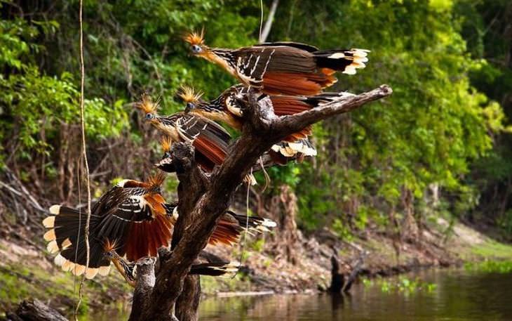 A vida na floresta Amazônica