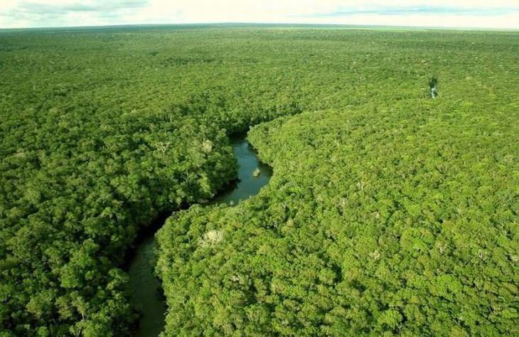 A vida na floresta Amazônica