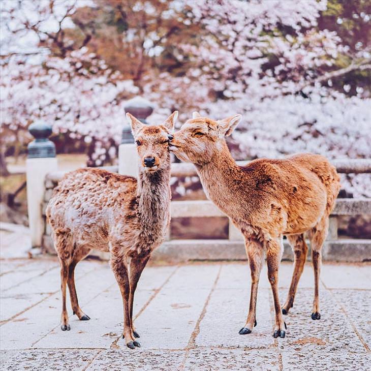 Fotos belíssimas durante a estação de flores de cerejeira do Japão