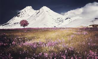 Montanhas e campo florido