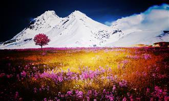 Montanhas e campo florido