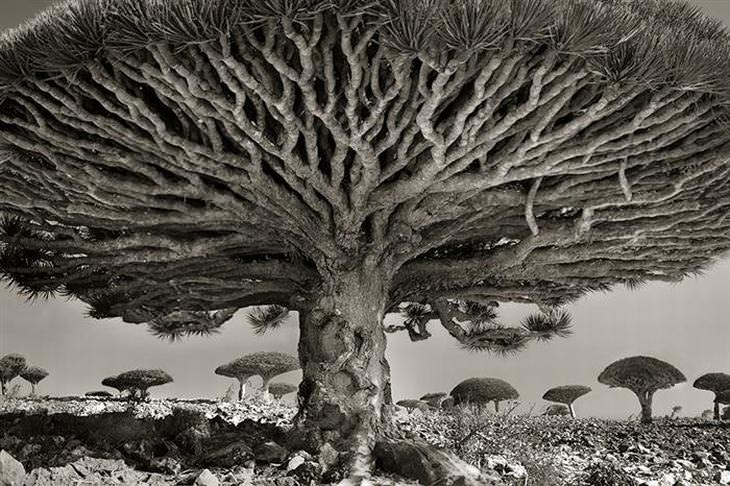 As Árvores Mais Antigas do Mundo!