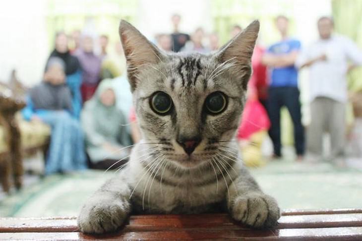 15 fotos de gatos hilários tiradas no momento certo