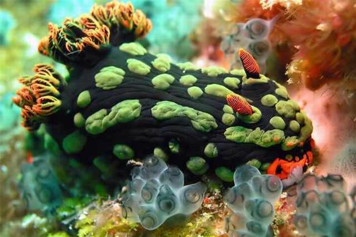 as 24 espécies marinhas mais estranhas do fundo do planeta