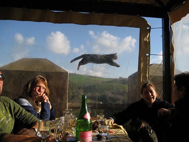 15 fotos de gatos hilários tiradas no momento certo