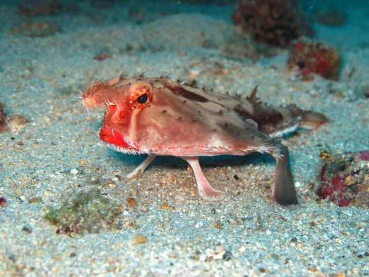 as 24 espécies marinhas mais estranhas do fundo do planeta