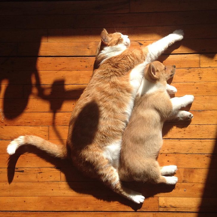 Os gatos fofos que adoram descansar no sol