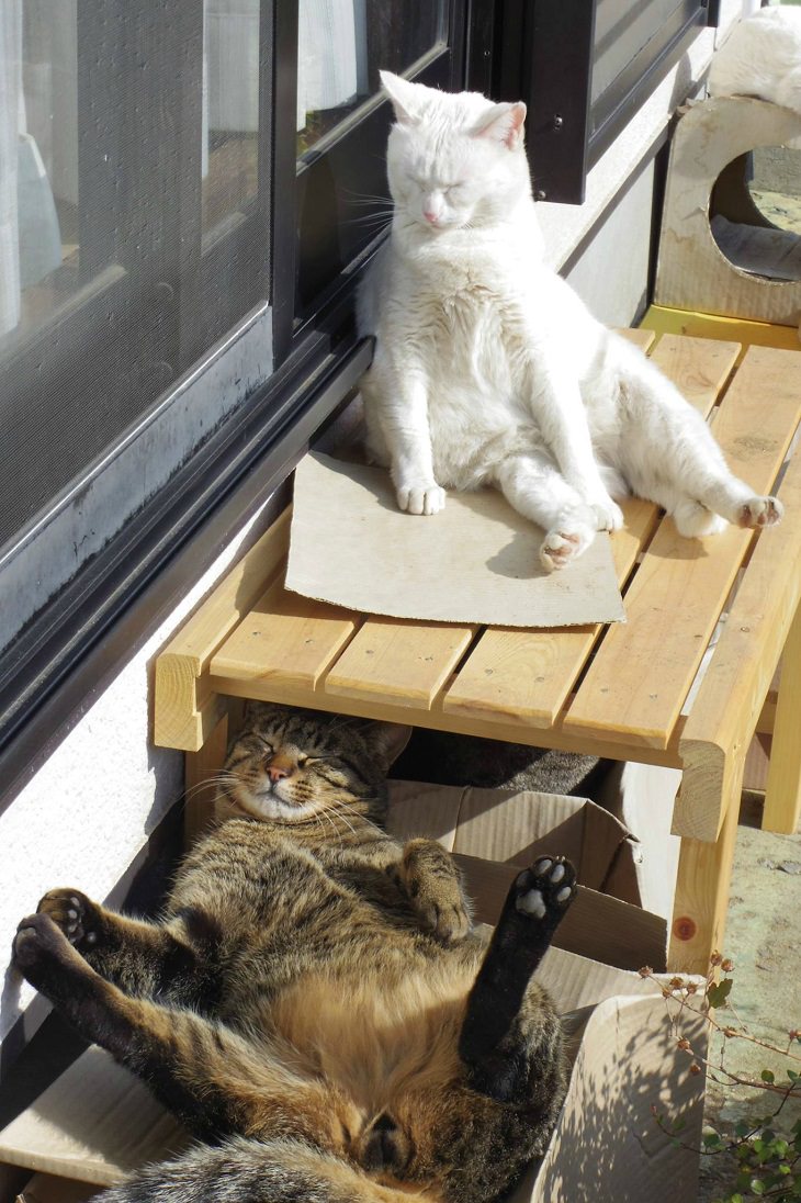 Os gatos fofos que adoram descansar no sol
