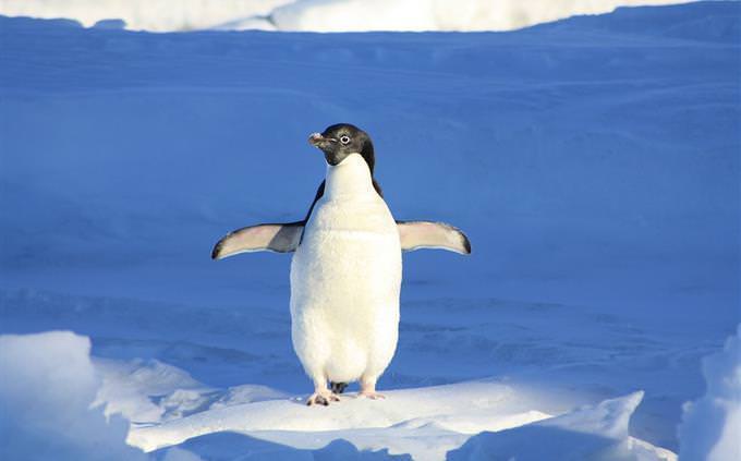 Penguin with open wings