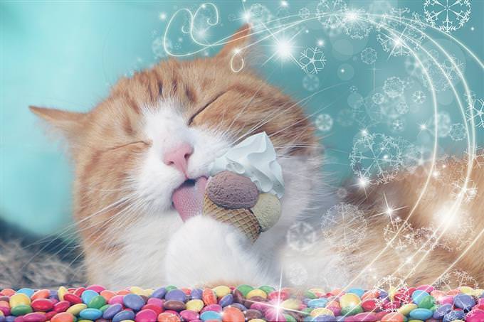 gato tomando sorvete