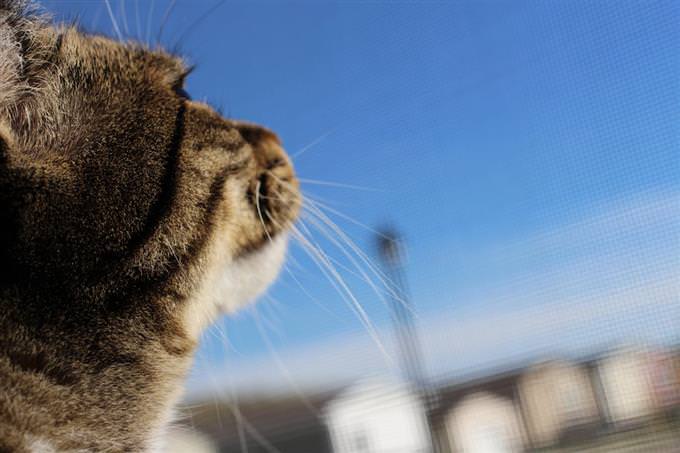 gato olhando para o céu