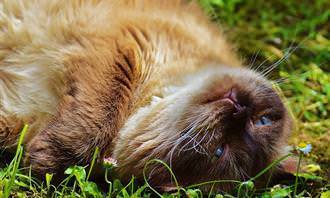 gato deitado na grama