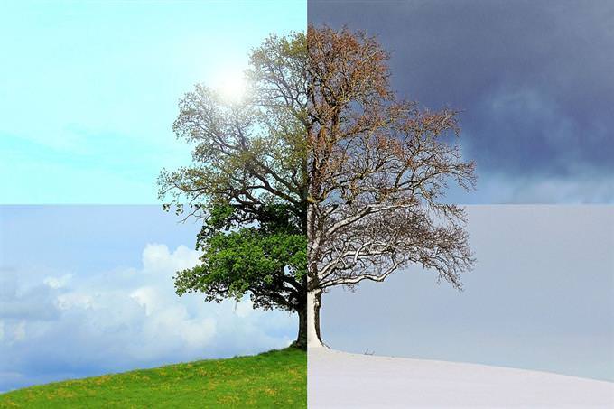 tree in 4 seasons