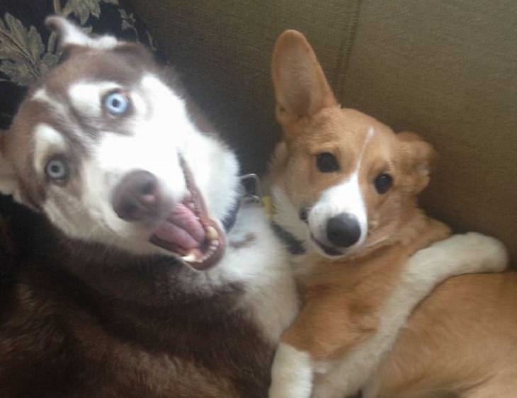 Snapchat de cachorros engraçados