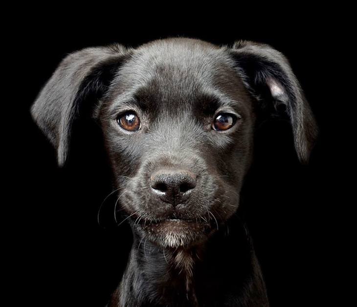 concurso de fotografia canina do kennel club