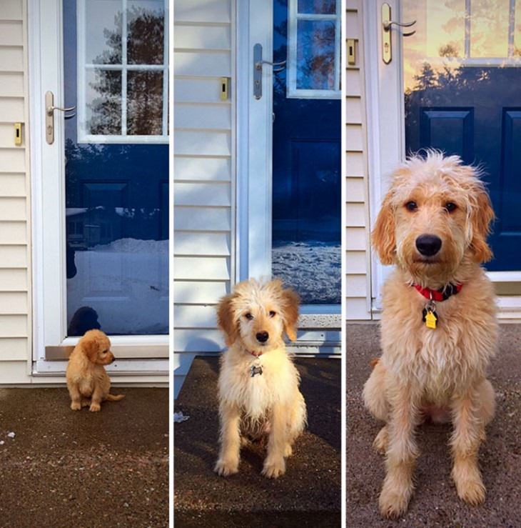 Fotos antes e depois de cães fofinhos
