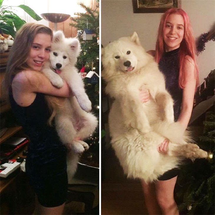 Fotos antes e depois de cães fofinhos