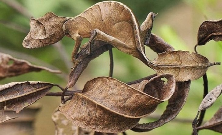 20 Espécies animais que são mestres em camuflagem