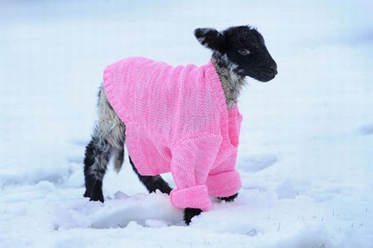 Fotos de animais fofos preparados para o inverno!