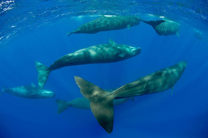 natureza imagens de baleias dormindo no oceano