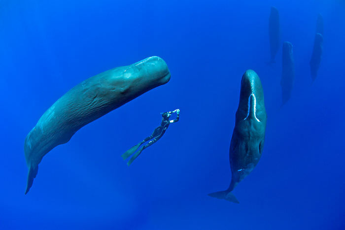 natureza imagens de baleias dormindo no oceano