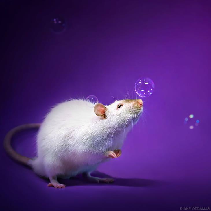 foto de ratinhos fofos da fotógrafa Diane Ozdamar